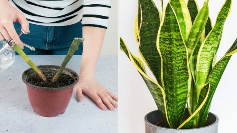 Pro Guide to Snake Plant Root Rot: How to Fix & Save Your Plant 8 fixing snake plant root rot