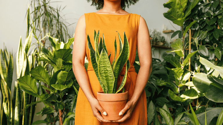 Why Are My Snake Plant Leaves Curling? 10 Main Reasons Explained 7 woman holding curling snake plant