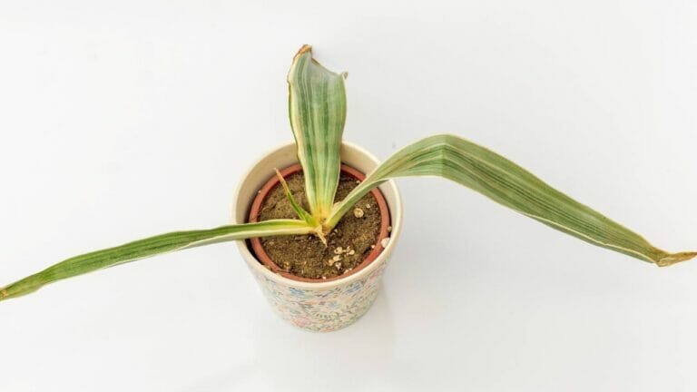 Why Is My Snake Plant Drooping: 9 Causes & Solutions 9 snake plant drooping