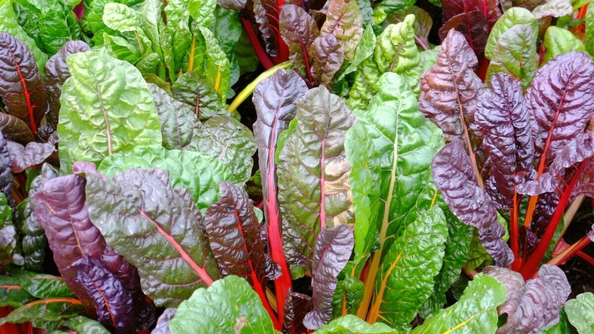 20 Best Vegetables for High-Yield Container Gardening 14 20 Best Vegetables for High-Yield Container Gardening - swiss chard ss740335093