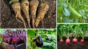 17 Vegetables That Do Not Like Peat Moss: Revealed 1 vegetables that do not like peat moss