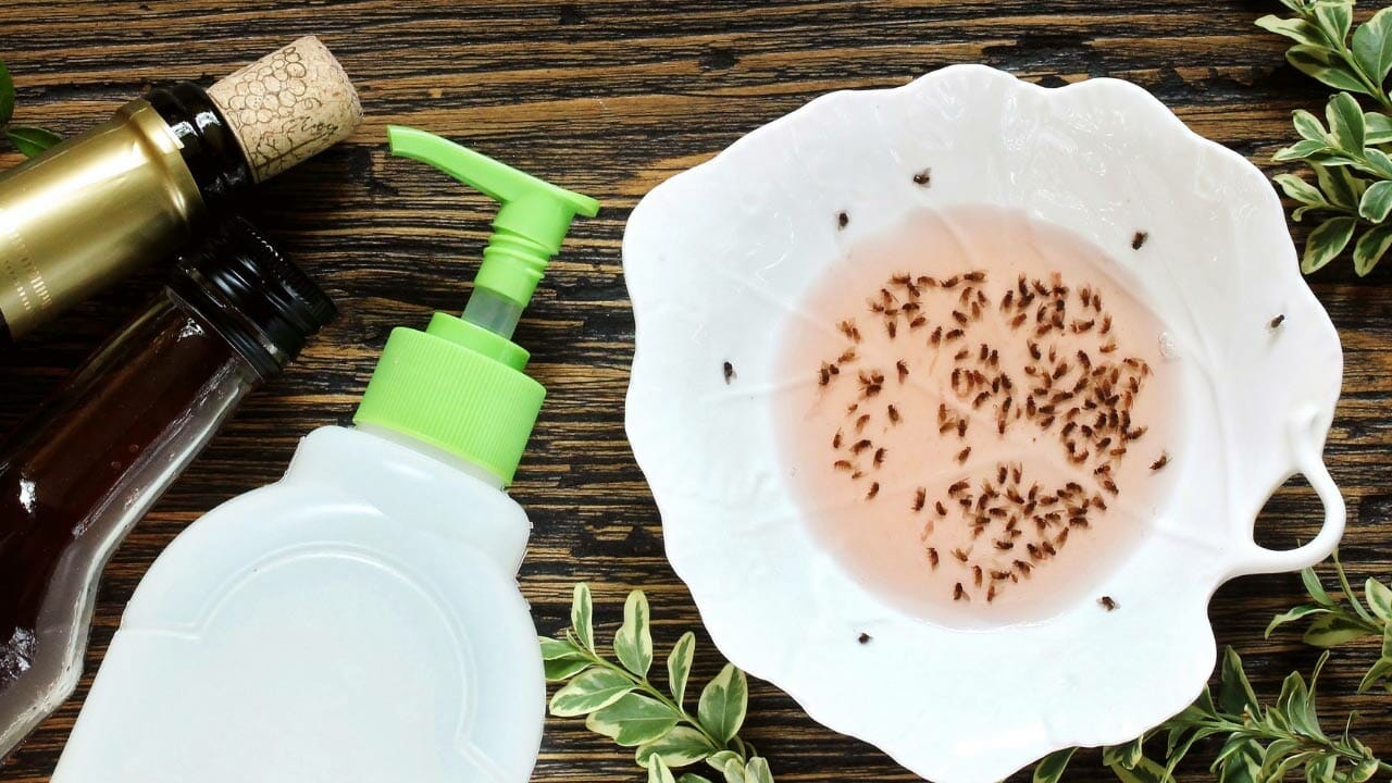 The Vinegar Hack Homeowners are Using to Beat Ants - vinegar gnat trap ss1409115545