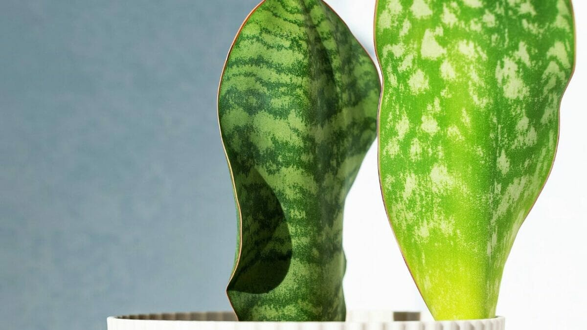 Whale Fin Snake Plant: The Must-Have Plant of the Year 3 snake plant whale fin