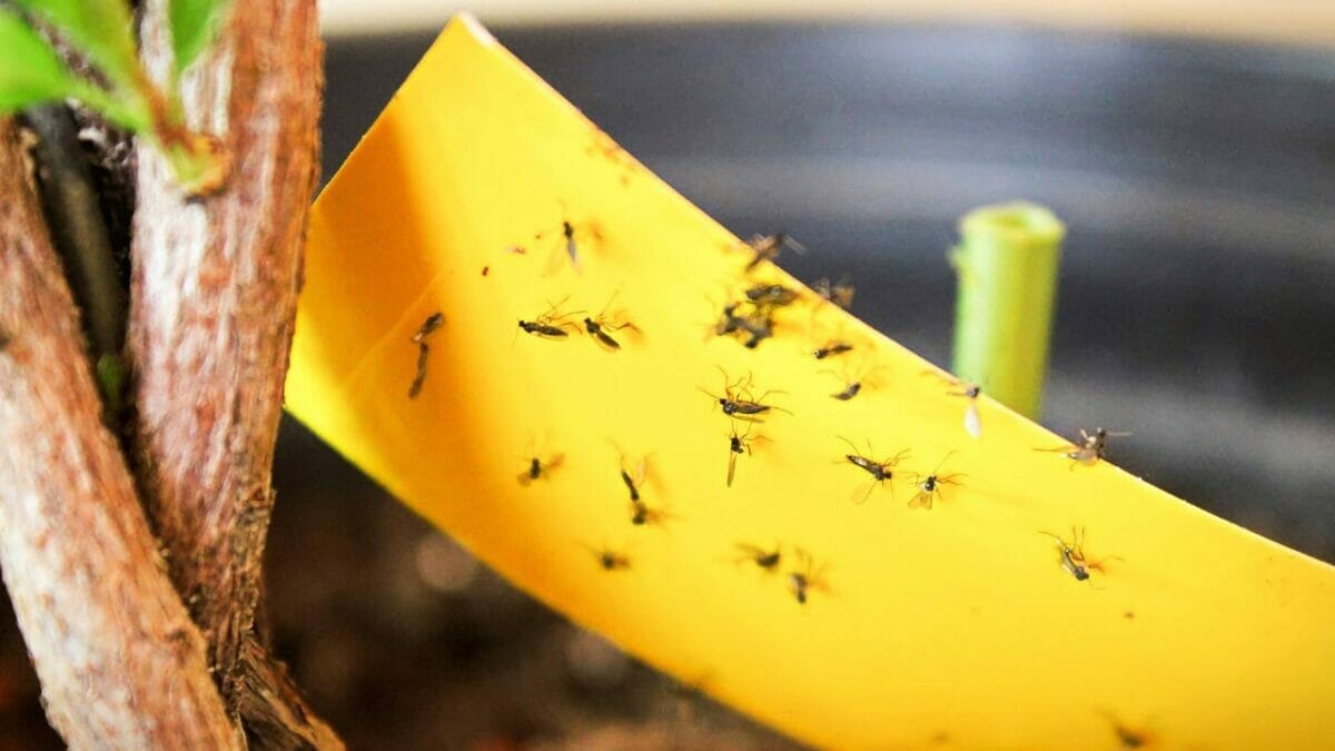 How to Get Rid of Gnats in Plants: From Infested to Insect-Free 4 yellow fungus gnat trap