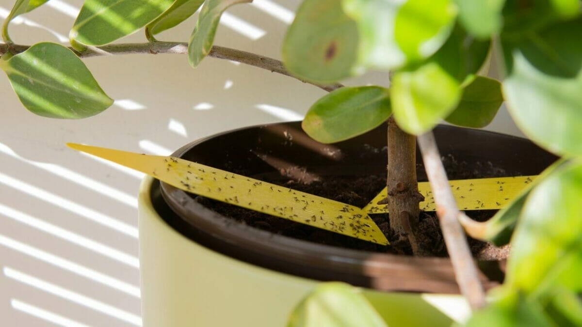 How to Get Rid of Gnats in Plants: From Infested to Insect-Free 3 yellow fungus gnat trap
