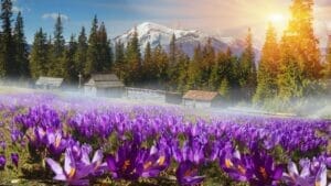 Woman's Hack for Planting 8000 Crocuses With One Hand Tool 1 Crocuses
