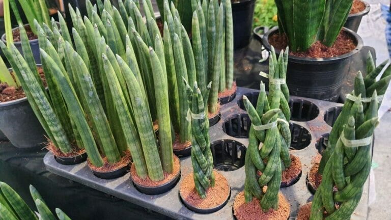 Cylindrical Snake Plant ~ Pro Care Guide (African Spear) 5 group of Cylindrical Snake Plants
