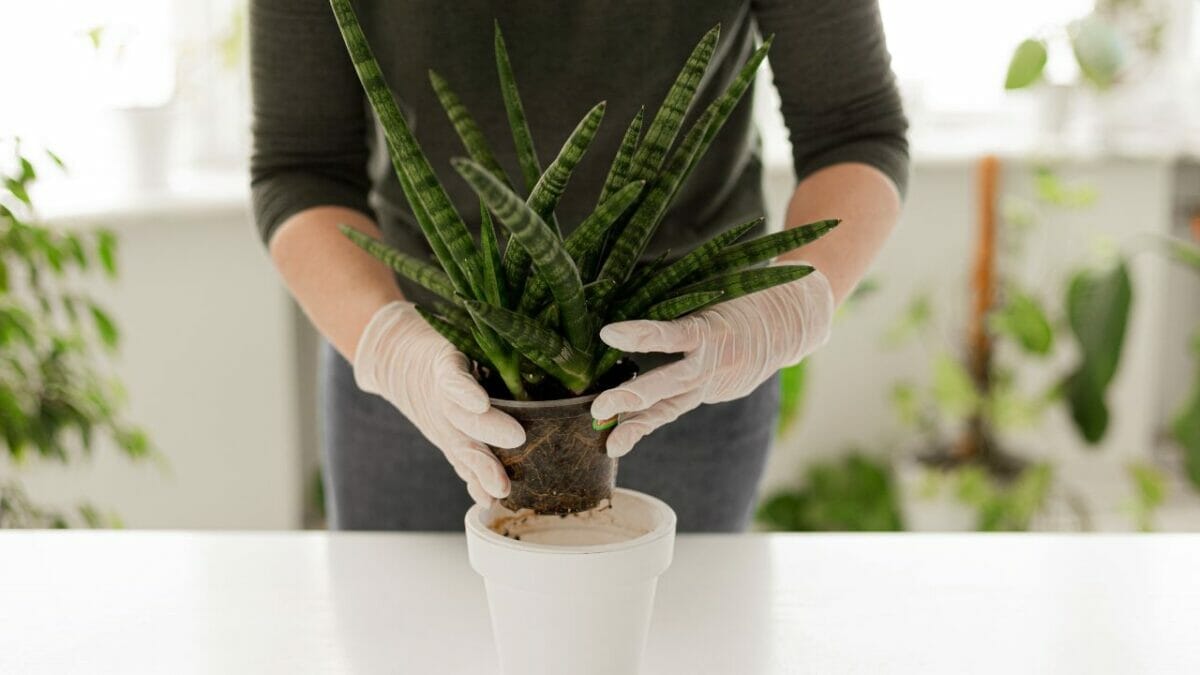 potting Cylindrical Snake Plant