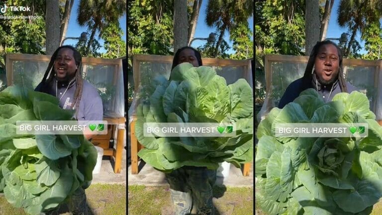 Man Unveils a Monster-Sized Cabbage + Growing Secrets 7 huge cabbage plant