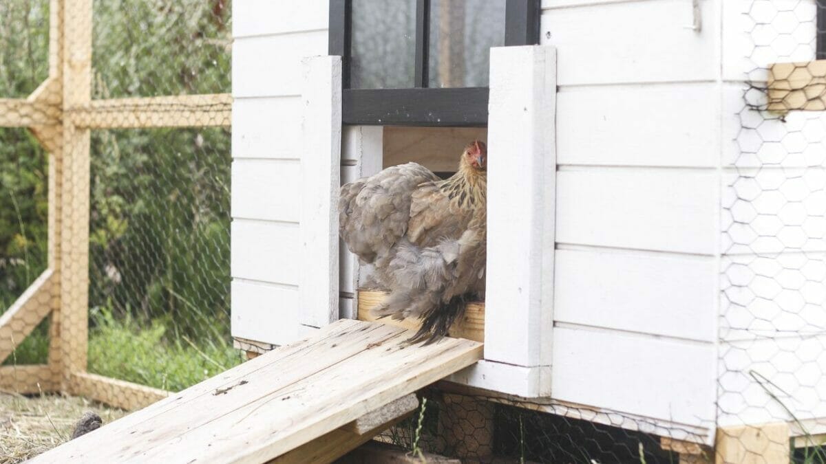 PSA to New Chicken Owners: Don't Make The Same Mistakes She Did 4 chicken coop