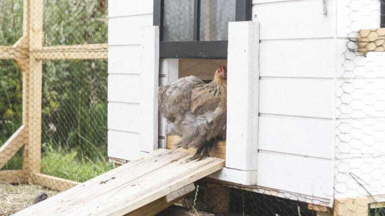 Money-Saving Secret to Bedding Your Chicken Coop for $0 5 chicken coop