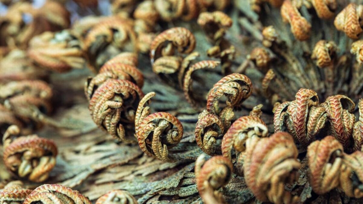 The Houseplant That Can Survive Up to 7 Years With No Water 12 The Houseplant That Can Survive Up to 7 Years With No Water - closeup resurrection plant ss2318496459