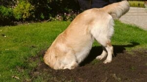 End Your Dog's Yard-Digging Days with This Brilliant Solution 1 End Your Dog's Yard-Digging Days with This Brilliant Solution - dog digging dp25555303