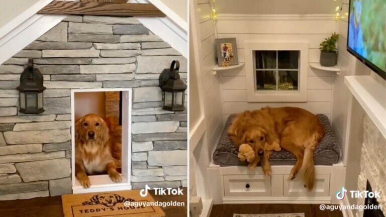 Fur Dad Transforms Unused Closet Into a Luxurious Dog Haven With Television 2 Fur Dad Transforms Unused Closet Into a Luxurious Dog Haven With Television - doghouse