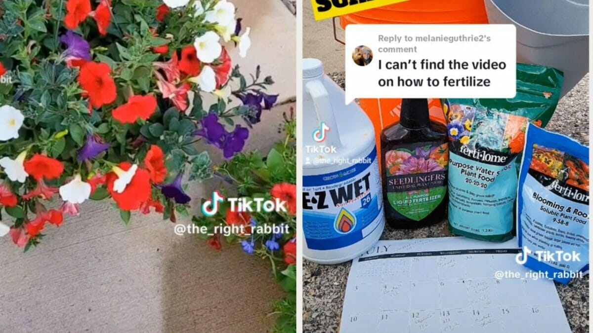 Sibling Rivalry: Petunia Edition ~ The Secret Was Her Fertilizer Routine 2 fertilizer for begonia flowers