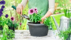 Sibling Rivalry: Petunia Edition ~ The Secret Was Her Fertilizer Routine 1 fertilizing petunia