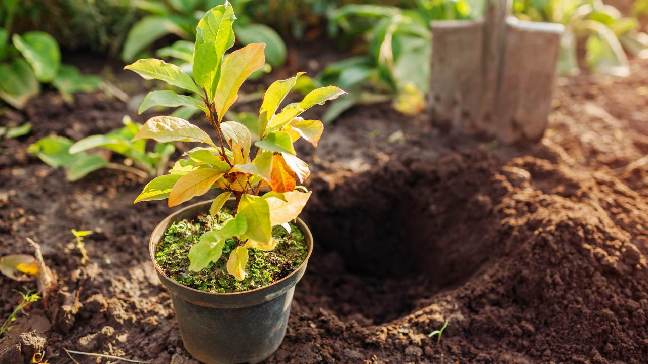 How to Fertilize Magnolia Tree: Expert Tips for the Best Growth 4 planting and fertilizing a magnolia tree