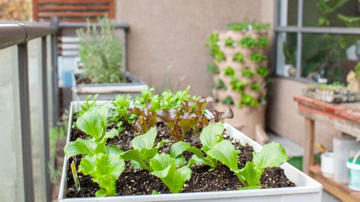 Top 10 Gardening Mistakes Beginners Must Avoid - garden beds ss1952321557