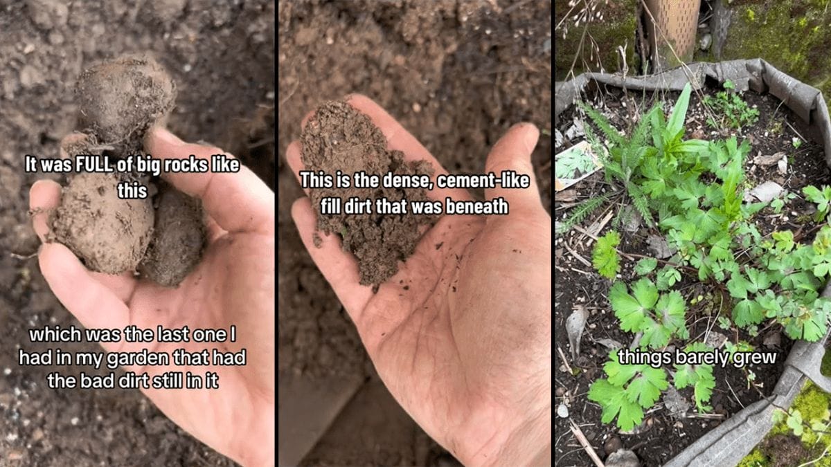When Cost-Cutting Goes Wrong: Beware of Free Soil From Facebook Marketplace 2 When Cost-Cutting Goes Wrong: Beware of Free Soil From Facebook Marketplace - image 12