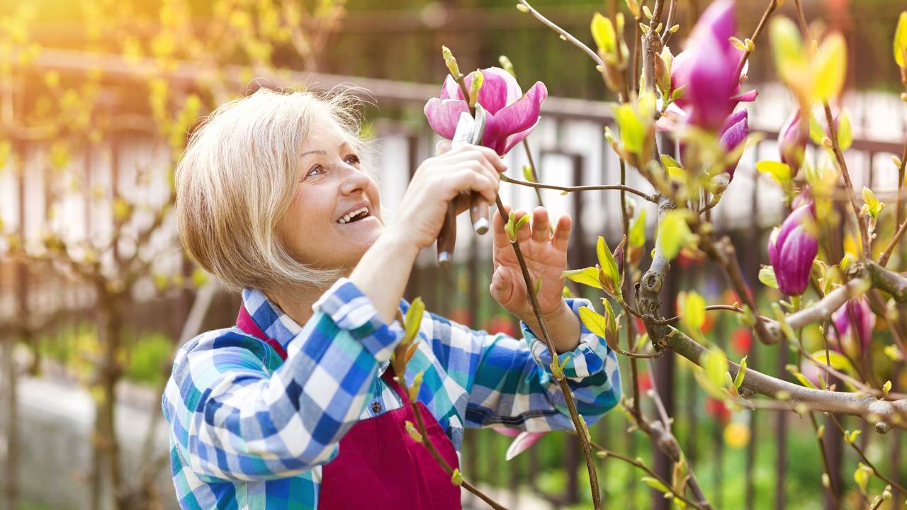 How to Fertilize Magnolia Tree: Expert Tips for the Best Growth 5 magnolia tree