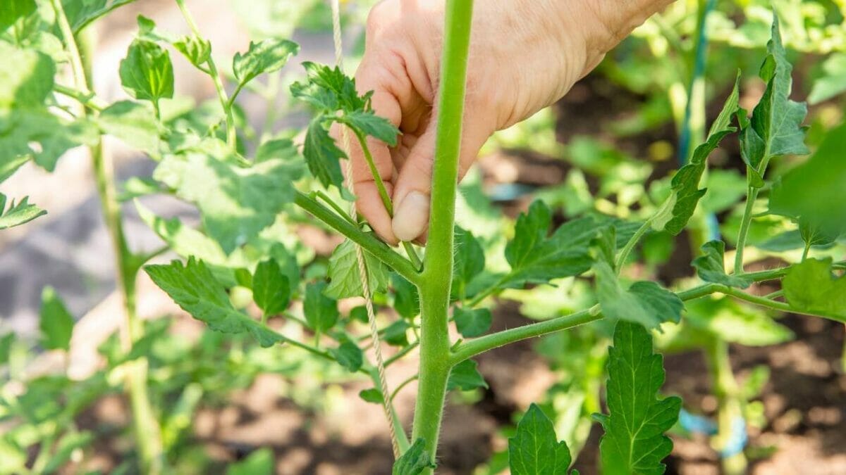 Super-Simple Tomato Pruning Tips to Skyrocket Your Harvest 3 Super-Simple Tomato Pruning Tips to Skyrocket Your Harvest - pruning tomato plant sucker dp386963834