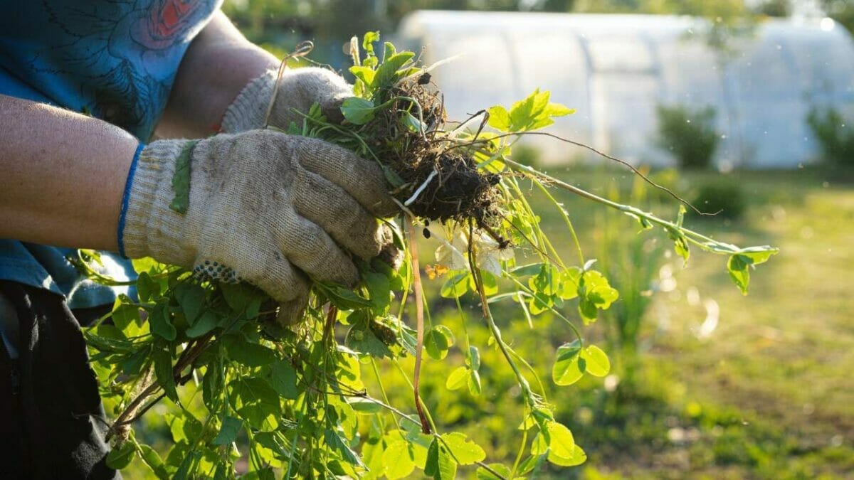 Ruth Stout’s ‘No-Work’ Gardening Method Made Simple: A Guide for Beginners - pulling weeds ss2317819063