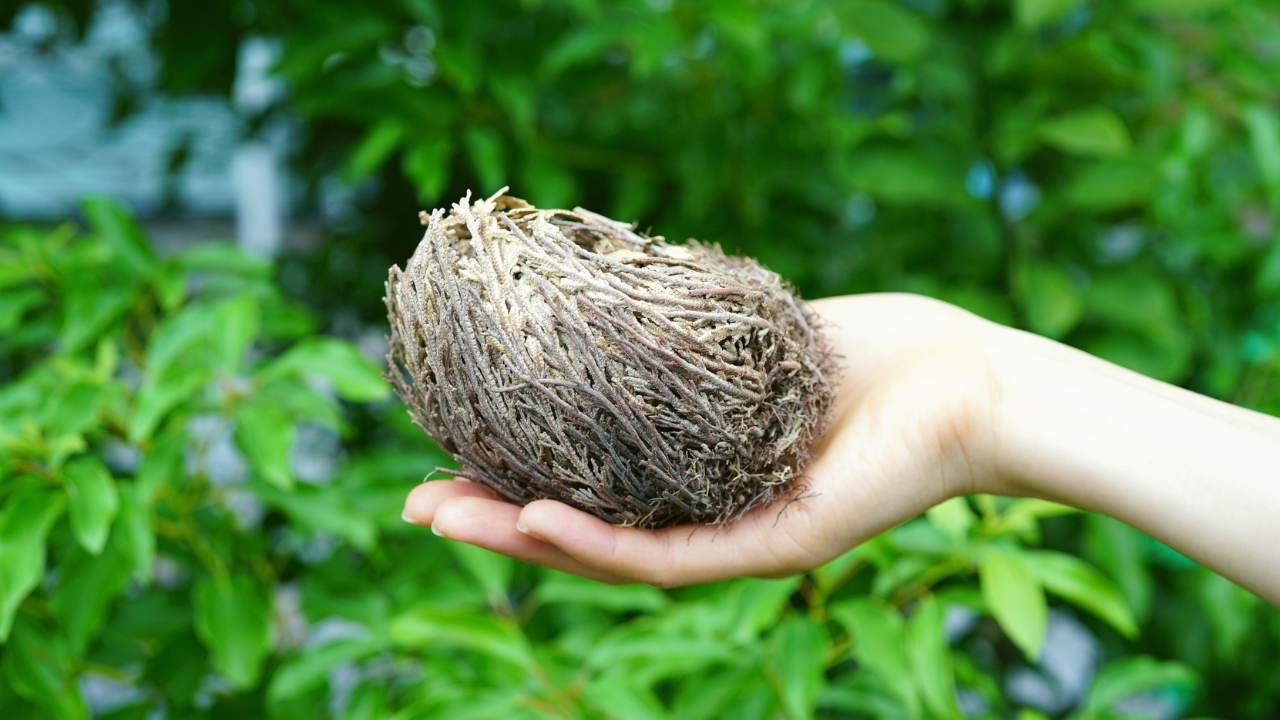 The Houseplant That Can Survive Up to 7 Years With No Water 4 Selaginella lepidophylla plant