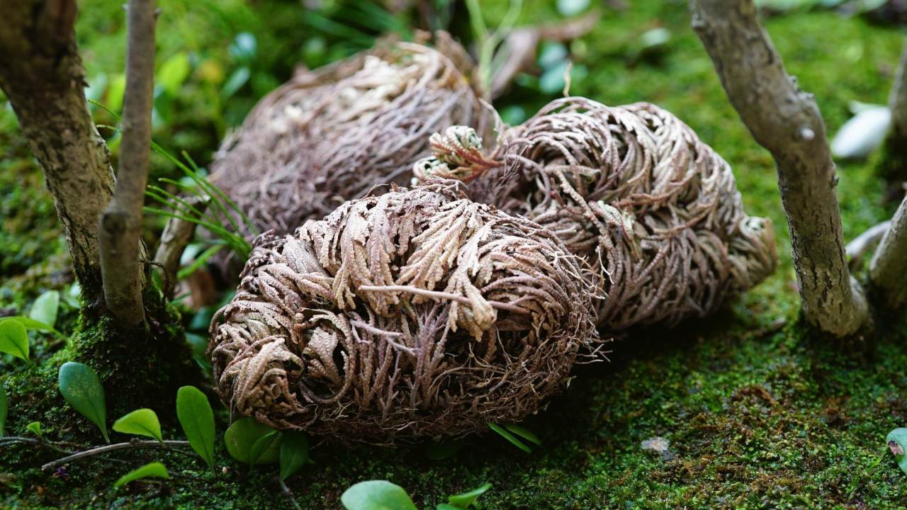 The Houseplant That Can Survive Up to 7 Years With No Water 3 The Houseplant That Can Survive Up to 7 Years With No Water - resurrection plant ss2304801059