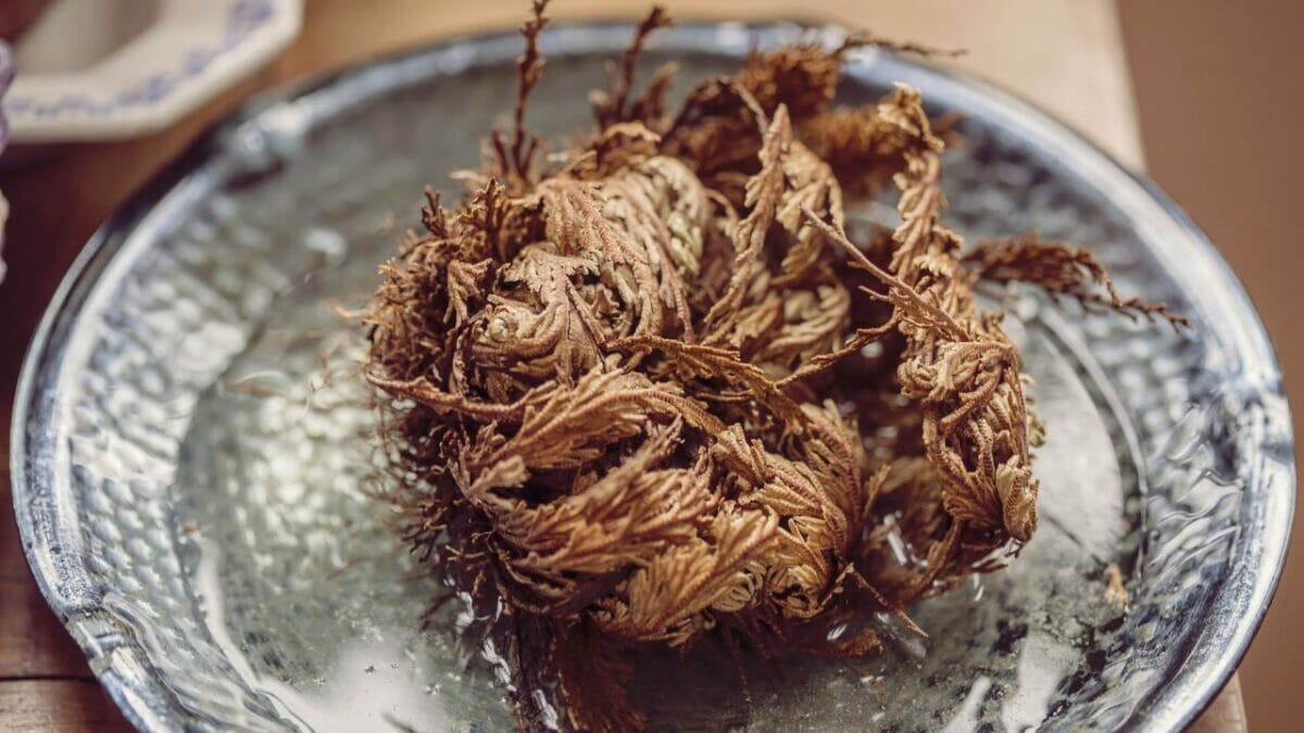 The Houseplant That Can Survive Up to 7 Years With No Water 5 uncurling rose of jericho plant