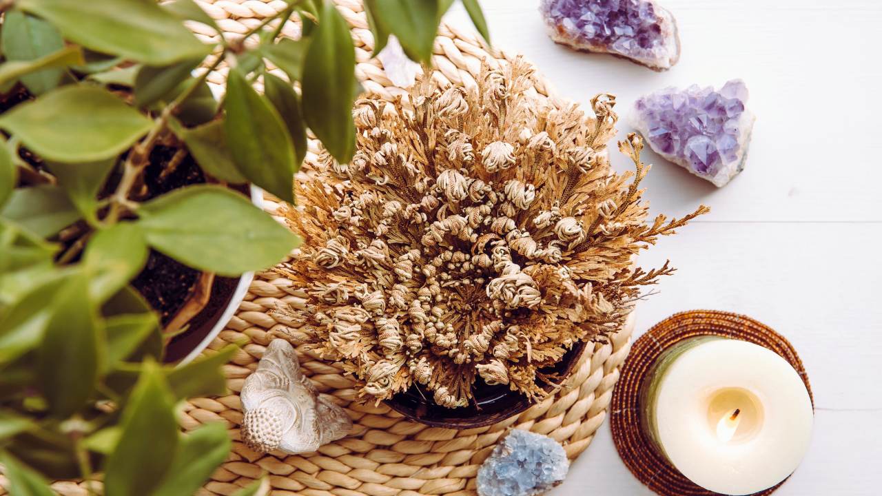 The Houseplant That Can Survive Up to 7 Years With No Water 13 rose of jericho plant spiritual setting