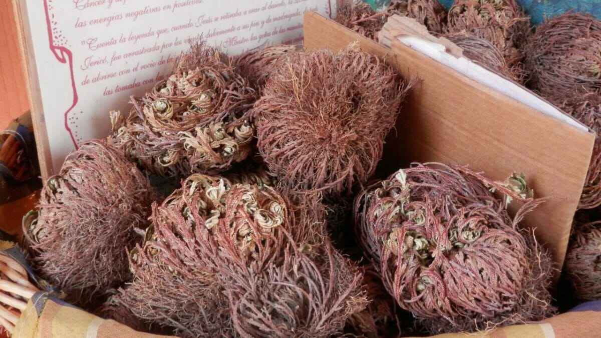 The Houseplant That Can Survive Up to 7 Years With No Water 7 group of rose of jericho plants