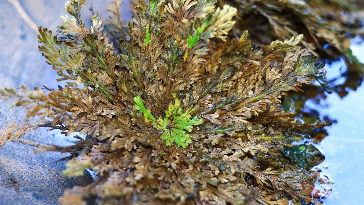 The Houseplant That Can Survive Up to 7 Years With No Water 6 rose of jericho plant being activated and turning green