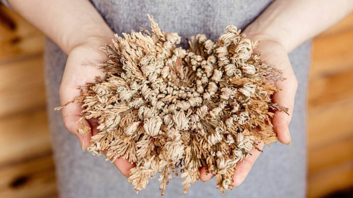 11 Unique Houseplants That are Surprisingly Beautiful 12 rose of jericho plant