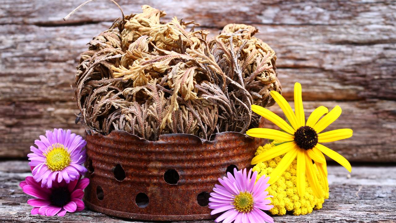 The Houseplant That Can Survive Up to 7 Years With No Water 11 rose of jericho plant planted