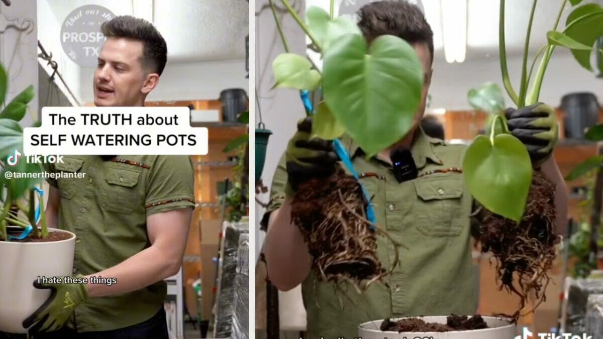 Plant Pro Speaks Up: Gimmicky Self-Watering Pots Are Ruining The Houseplant Hobby 2 truth about self-watering pots