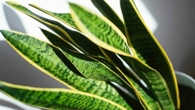 tall snake plant closeup