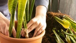 Does a Snake Plant Need a Drainage Hole? Here's What You Need to Know 1 checking pot for proper snake plant drainage
