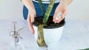 Is Your Snake Plant Dying? Top Ways to Prevent a Dead Plant 1 closeup snake plant dying