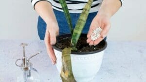 Snake Plant Fertilizer: When & How to Give Your Plant Food 1 adding snake plant fertilizer to soil