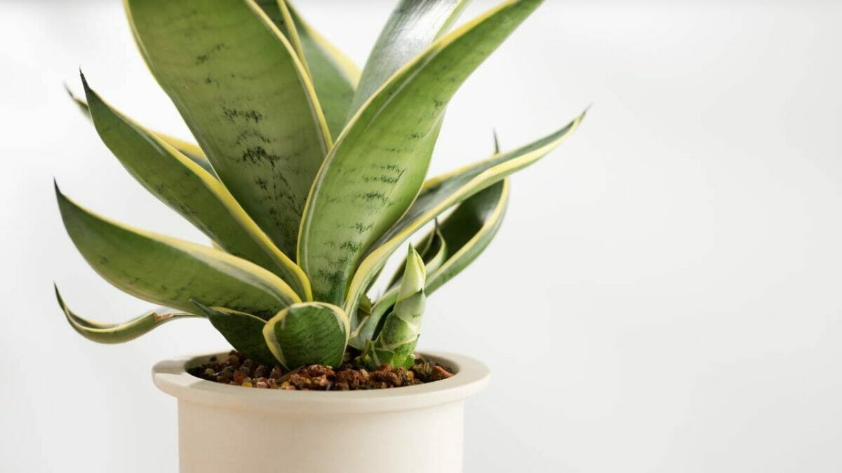 snake plant
