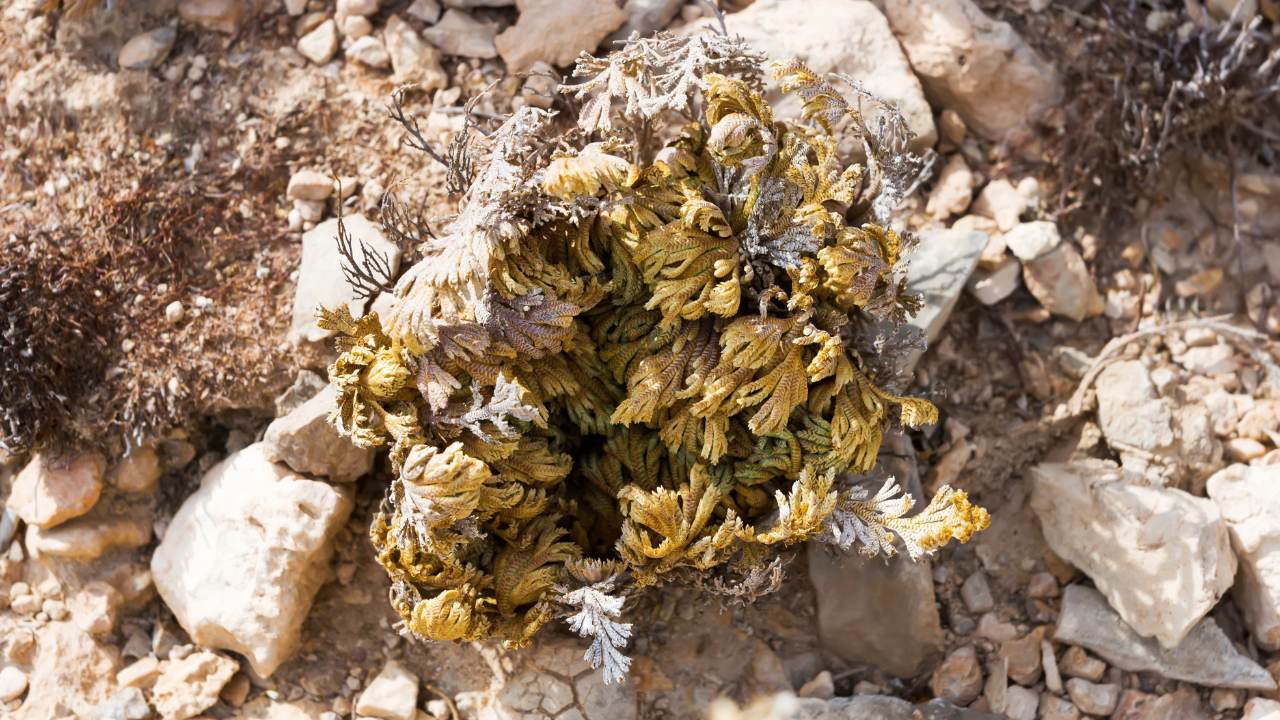 The Houseplant That Can Survive Up to 7 Years With No Water 10 soil rose of jericho plant