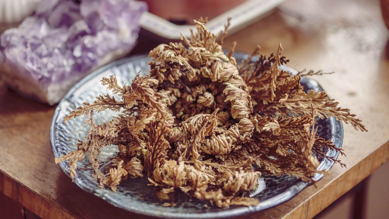 The Houseplant That Can Survive Up to 7 Years With No Water 8 spiritual rose of jericho plant