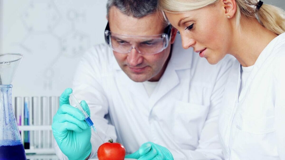 The Unexpected Tomato Discovery That Could Transform Farming 5 lab testing fruit, tomato has more genes than humans