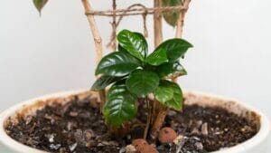 Have White Mold on Houseplant Soil? Here's What It Is & Simple Solution 1 white mold in houseplant soil