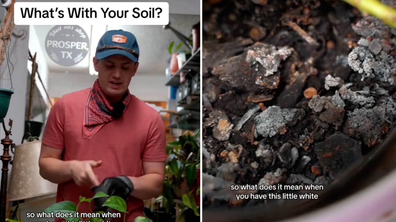 Have White Mold on Houseplant Soil? Here's What It Is & Simple Solution 2 Have White Mold on Houseplant Soil? Here's What It Is & Simple Solution - white mold on houseplant soil