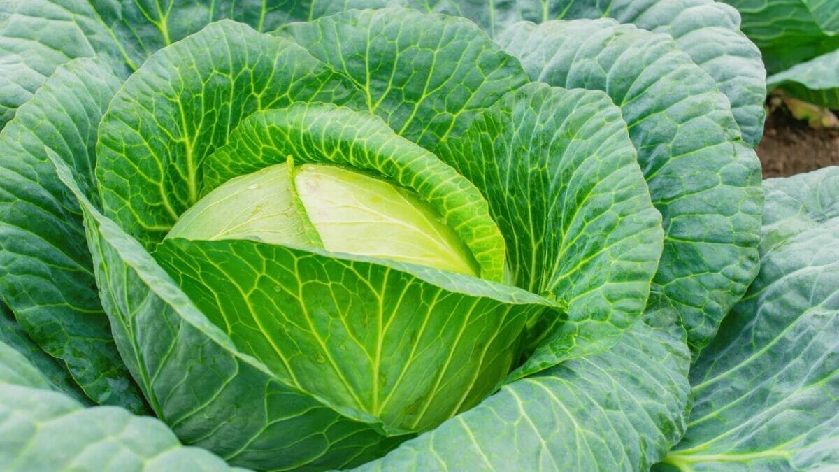 closeup of world's largest cabbage