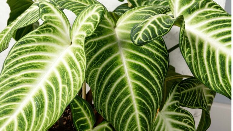 Caladium / Xanthosoma lindenii Plant Care Guide 6 Caladium Xanthosoma lindenii Plant closeup