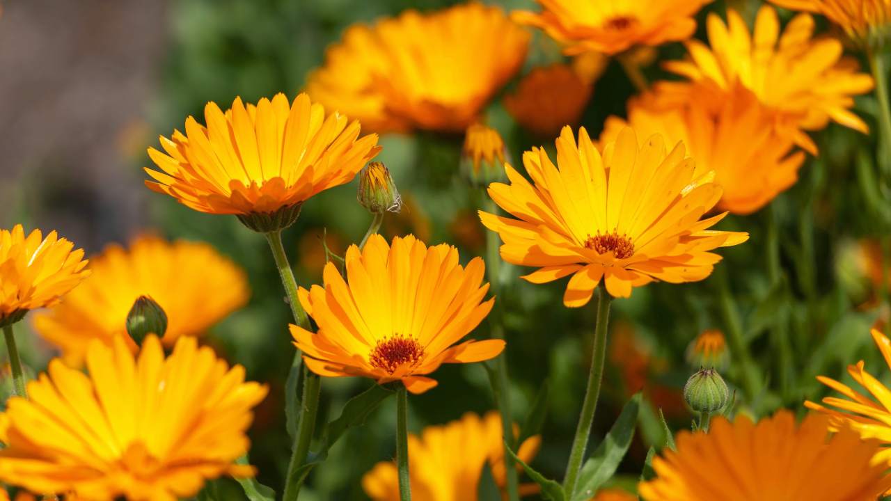 From Seed to Bloom: Guide to Harvesting Calendula Seeds 2 Calendula officinalis flower
