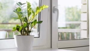 Chameleon ZZ Plant: Care for this Color-Changing Wonder 1 Chameleon ZZ plant on window sill