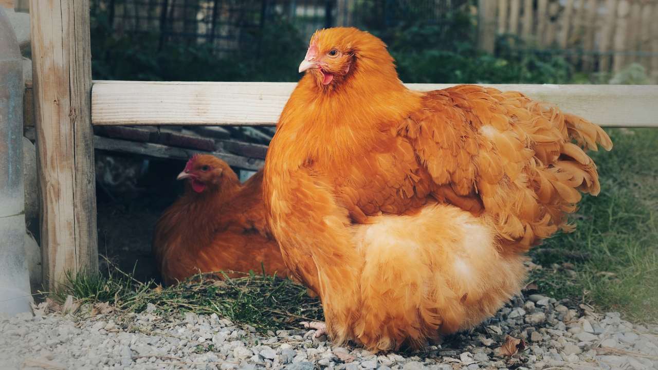 13 Fluffy Chicken Breeds & What They're Best At 3 Cochin Chickens